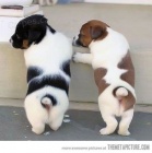 Prod�m zdrav� mini �t��ata jack russell teri�ra.