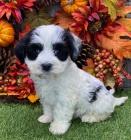 havanese miniaturn� �t��ata na prodej.