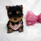 Prod�m zdrav� �t��ata yorkie na ��lek