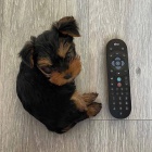 Prod�m zdrav� �t��ata yorkie na ��lek