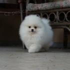 N�meck� �pic trpasli�� (fena) s PP