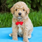 Prod�m zdrav� a kr�sn� �t��ata bichonpoo pejska a fenky.