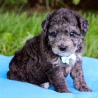 Prod�m zdrav� a kr�sn� �t��ata bichonpoo pejska a fenky.