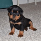 Prod�m zdrav� a kr�sn� �t��ata Rotvajlera a feny.