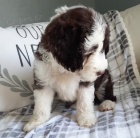 z�skejte na prodej ��asn� a zdrav� �t��ata portugalsk�ho vodn�ho psa.