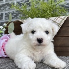 Roztomil� mini �t���tka bi�onka a pejska k dispozici a p�ipravena k prodeji.