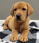 Prod�m �t��ata labradorsk�ho retr�vra.