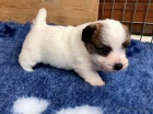 Prod�m �t��ata jack russell teri�ra..