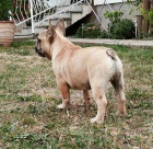 Francouzsk� buldo�ek