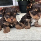 �t��ata jork��rsk�ho teri�ra