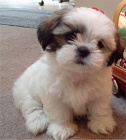 Prodm tata Shih Tzu.