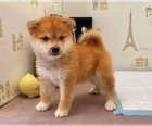 �t��ata Shiba Inu schv�len� veterin��em jsou k dispozici pro nov� domovy.