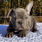 �t��ata francouzsk�ho buldo�ka