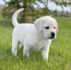Labrador Retrievers pes ve �lut�, �ern� a hn�d� barv�!