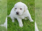 Labrador Retrievers pes ve �lut�, �ern� a hn�d� barv�!