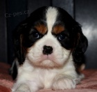 Prod�m zdrav� a hygienicky vycvi�en� �t��ata King Charles �pan�l�.