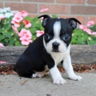 Prod�m dob�e hygienicky a soci�ln� vy�kolen� �t��ata bostonsk�ho teri�ra.