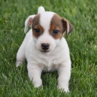 Prod�m kr�sn� a rozko�n� �t���tka jack russell teri�ra.
