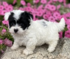 Prod�m roztomil� a zdrav� �t��ata havanese.