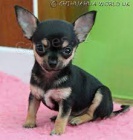 mal� velikost �t��at Chihuahua k dispozici k adopci.