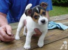 �t��ata Jack Russell na prodej �t��ata