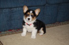 Prod�m �t��ata Welsh Corgi Pembroke