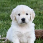 �t��ata zlat�ho retr�vra