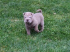 �arpej sharpei