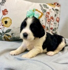 Prod�m rozko�n� �t��ata anglick�ho �pringr�pan�la