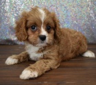 CAVAPOO mini �t���tka k adopci.