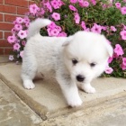 Prod�m kr�sn� mini �t���tka Pomskies.