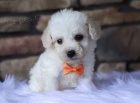 Mini ��lek na �aj - Toy �t��ata MALTIPOO na prodej