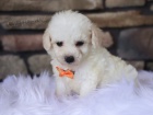 Mini ��lek na �aj - Toy �t��ata MALTIPOO na prodej