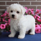 Prod�m �t��ata bi�onka MINI.