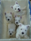 West Highland White Terriers mini mini krsn a zdrav ttka na prodej