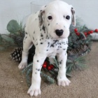 Prod�m kr�sn�, zdrav� a o�kovan� �t��ata dalmatin�