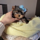 Prod�m roztomil� a kr�sn� mini �t���tka jork��rsk�ho teri�ra.