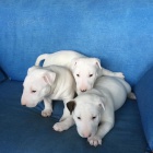 Rozko�n� bulteri�r jako v�no�n� d�rek.