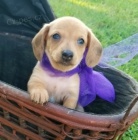 Jezev��k �teniatk�