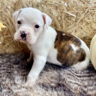 N�meck� boxer -kr�sn� a zdrav� �t�n�