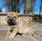 �arpej sharpei