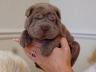 �arpej sharpei