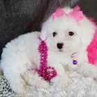 Bi�onek - Bichon Fris�