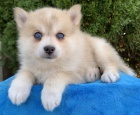 ttka MINI Pomskies k adopci zdarma