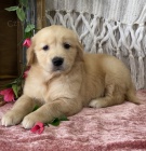 Prod�m dob�e vycvi�en� �t��ata zlat�ho retr�vra a pejska.