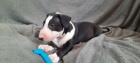 MINI anglicky bulteri�r �t��ata na prodej.