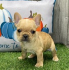 ZDRAV� a O�KOVAN� �t��ata francouzsk�ho buldo�ka k adopci