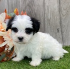 Havansk� �t��ata na prodej.