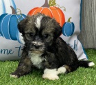 Mini Havanese �t��ata na prodej.