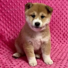 Rozkon miminka mini shiba inu tata na prodej